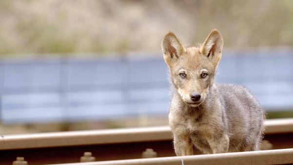 Kristallen Film voor Wolf