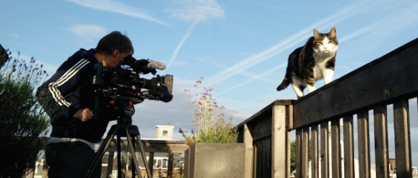 Makers Poeslief op zoek naar kattenfilmpjes